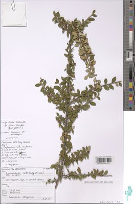 Cotoneaster conspicuus Comber ex C.Marquand & G.Klotz
