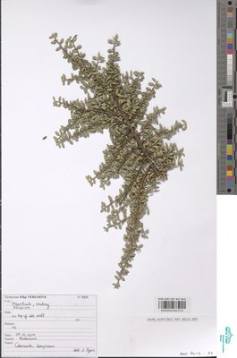 Cotoneaster conspicuus Comber ex C.Marquand & G.Klotz