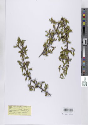 Cotoneaster conspicuus Comber ex C.Marquand & G.Klotz