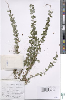 Cotoneaster conspicuus Comber ex C.Marquand & G.Klotz