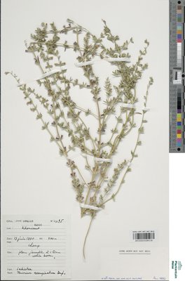 Teucrium resupinatum Desf.