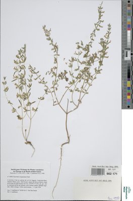 Teucrium resupinatum Desf.