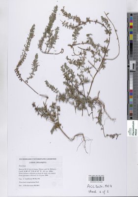 Teucrium resupinatum Desf.