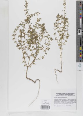 Teucrium resupinatum Desf.