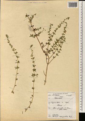 Teucrium resupinatum Desf. (Дубровник), Moscow University Herbarium
