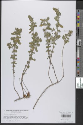 Teucrium resupinatum Desf.