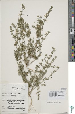 Teucrium resupinatum Desf.