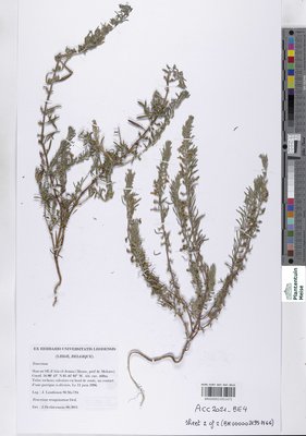 Teucrium resupinatum Desf.