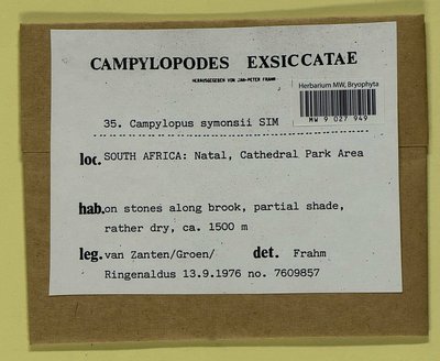 Campylopus aureonitens (Müll. Hal.) A. Jaeger, Moscow University Herbarium