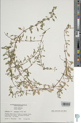 Ludwigia brevipes (Long) Eames