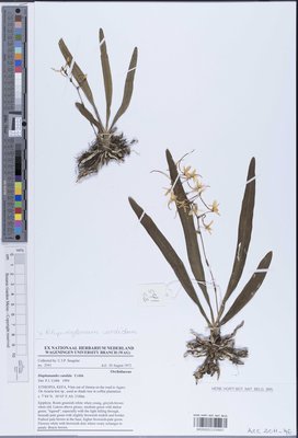 Rhipidoglossum candidum (P.J.Cribb) Senghas in F.R.R.Schlechter