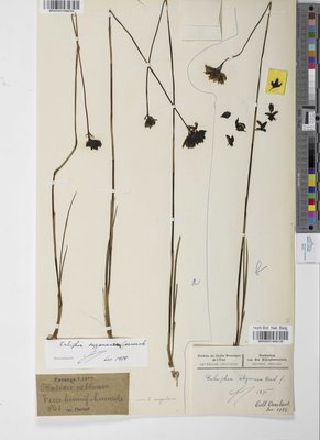 Eulophia abyssinica Rchb.f.