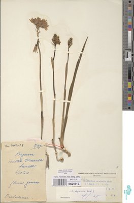 Eulophia abyssinica Rchb.f.
