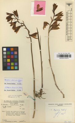Eulophia abyssinica Rchb.f.