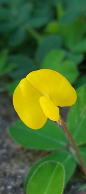 Arachis hypogaea L.: leaf