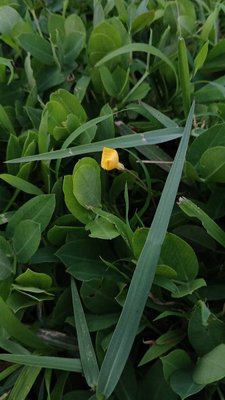 Arachis hypogaea L.: leaf