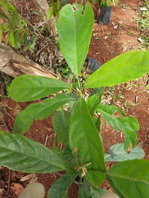 Cola acuminata (P.Beauv.) Schott & Endl.: leaf