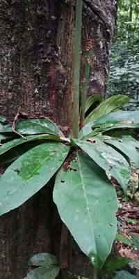 Cola acuminata (P.Beauv.) Schott & Endl.: leaf