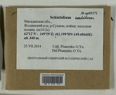 Schistidium sordidum I. Hagen, Moscow University Herbarium