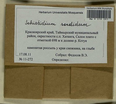 Schistidium sordidum I. Hagen, Moscow University Herbarium