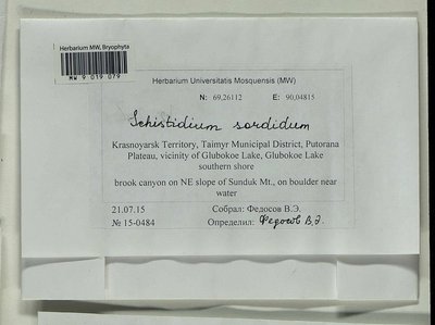 Schistidium sordidum I. Hagen, Moscow University Herbarium