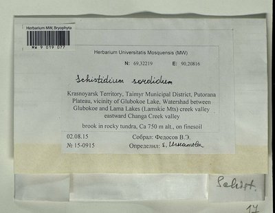 Schistidium sordidum I. Hagen, Moscow University Herbarium