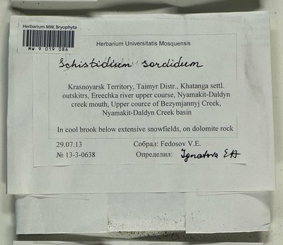 Schistidium sordidum I. Hagen, Moscow University Herbarium