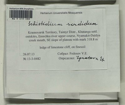 Schistidium sordidum I. Hagen, Moscow University Herbarium