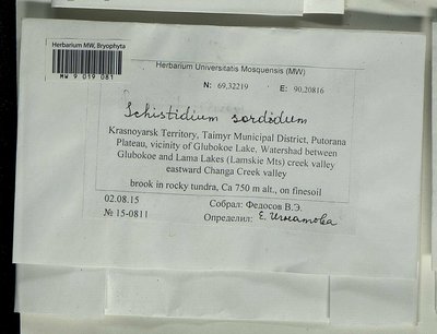 Schistidium sordidum I. Hagen, Moscow University Herbarium