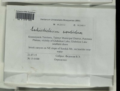 Schistidium sordidum I. Hagen, Moscow University Herbarium