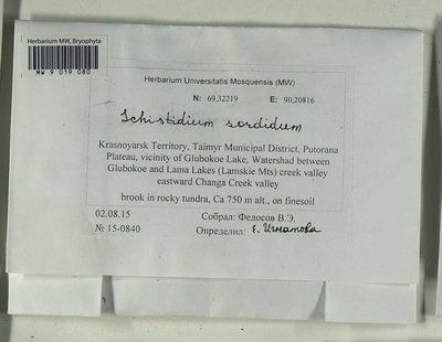 Schistidium sordidum I. Hagen, Moscow University Herbarium