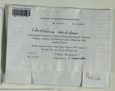 Schistidium sordidum I. Hagen, Moscow University Herbarium