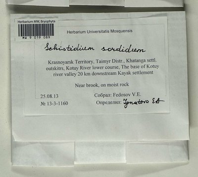 Schistidium sordidum I. Hagen, Moscow University Herbarium