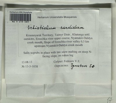 Schistidium sordidum I. Hagen, Moscow University Herbarium