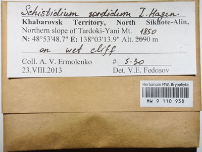 Schistidium sordidum I. Hagen, Moscow University Herbarium