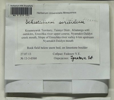 Schistidium sordidum I. Hagen, Moscow University Herbarium