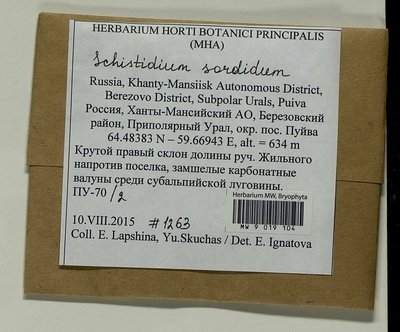 Schistidium sordidum I. Hagen, Moscow University Herbarium