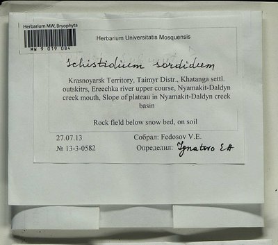 Schistidium sordidum I. Hagen, Moscow University Herbarium