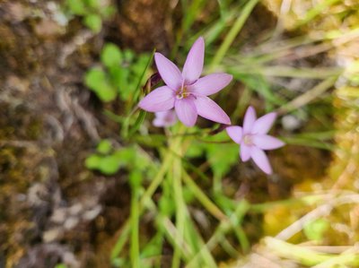 Hesperantha petitiana (A.Rich.) Baker: flower