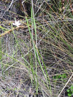 Hesperantha petitiana (A.Rich.) Baker: leaf