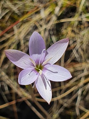 Hesperantha petitiana (A.Rich.) Baker: flower