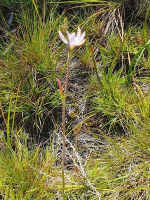 Hesperantha petitiana (A.Rich.) Baker: habit