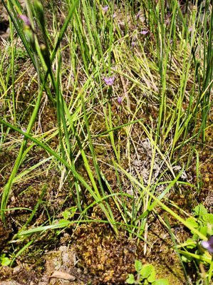 Hesperantha petitiana (A.Rich.) Baker: leaf