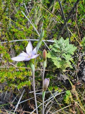 Hesperantha petitiana (A.Rich.) Baker: habit