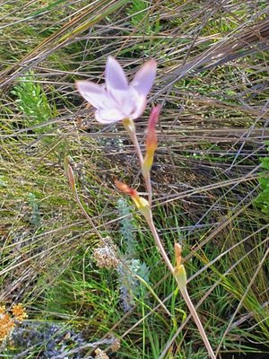 Hesperantha petitiana (A.Rich.) Baker: habit