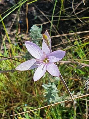 Hesperantha petitiana (A.Rich.) Baker: flower