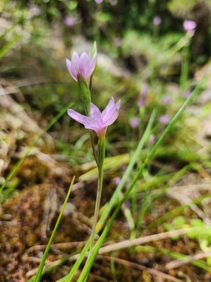 Hesperantha petitiana (A.Rich.) Baker: flower