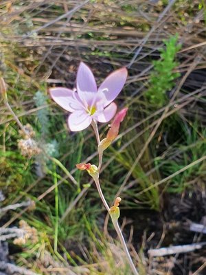 Hesperantha petitiana (A.Rich.) Baker: flower