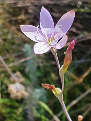 Hesperantha petitiana (A.Rich.) Baker: flower