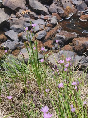 Hesperantha petitiana (A.Rich.) Baker: habit